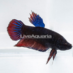 Giant Plakat Betta, Male (click for more detail)