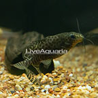 Synodontis Eupterus Catfish  (click for more detail)