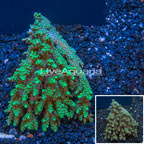 Bushy Acropora Coral Australia (click for more detail)