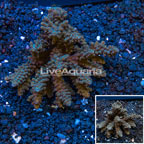 Bushy Acropora Coral Australia (click for more detail)