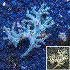 Sinularia Leather Coral Indonesia (click for more detail)