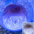 Tube Anemone (click for more detail)