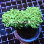 Green Frogspawn Coral Solomon (click for more detail)