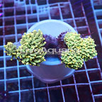 Yellow Tip Torch Coral Solomon (click for more detail)