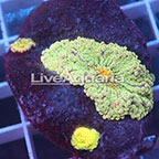 Rainbow Ricordea Mushroom Coral Solomon (click for more detail)