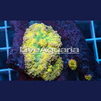 Rainbow Ricordea Mushroom Coral Solomon (click for more detail)