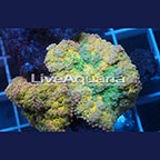 Rainbow Ricordea Mushroom Coral Solomon (click for more detail)