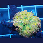 Rainbow Ricordea Mushroom Coral Solomon (click for more detail)