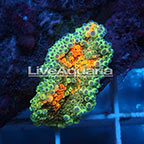 Rainbow Ricordea Mushroom Coral Solomon (click for more detail)