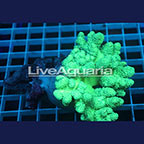Pineapple Tree Coral Solomon (click for more detail)