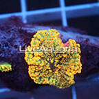 Rainbow Ricordea Mushroom Coral Solomon (click for more detail)