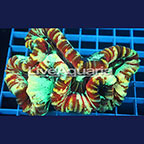 Open Brain Coral Solomon (click for more detail)
