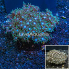 Goniopora Coral Tonga (click for more detail)
