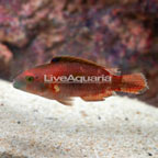 Two Spot Maori Wrasse [Blemish] (click for more detail)