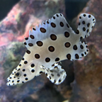 Panther Grouper (click for more detail)