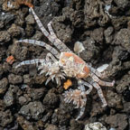 Pom Pom Crab (click for more detail)