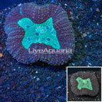 Lobed Brain Coral Australia (click for more detail)