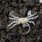 Pom Pom Crab (Blemish) (click for more detail)