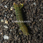 Green Mantis Shrimp (click for more detail)