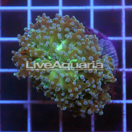 Green and Orange Frogspawn Coral Solomon (click for more detail)