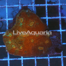 Chalice Coral Solomon (click for more detail)