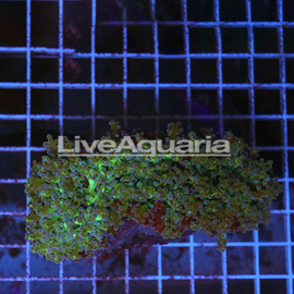 Green and Orange Frogspawn Coral Solomon (click for more detail)