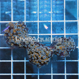 Orange Frogspawn Coral Solomon (click for more detail)