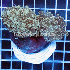 Green Frogspawn Coral Solomon (click for more detail)