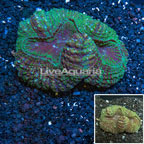 Lobed Brain Coral Australia (click for more detail)