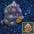 Acan Echinata Coral Vietnam (click for more detail)