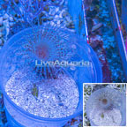 Tube Anemone (click for more detail)