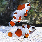 USA Captive-Bred Orange Storm Clownfish (Bonded Pair) (click for more detail)