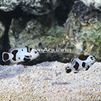 USA Captive-Bred Black Storm Clownfish (Bonded Pair) (click for more detail)