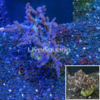 Pineapple Tree Coral Indonesia (click for more detail)