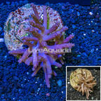 Tree Coral Indonesia (click for more detail)