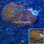 Rhodactis Mushrooms Tonga (click for more detail)