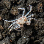 Pom Pom Crab  (click for more detail)