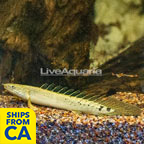 Delhezi Bichir  (click for more detail)