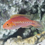 Splendid Pintail Fairy Wrasse Terminal Phase Male (click for more detail)
