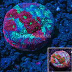 USA Cultured War Coral (click for more detail)
