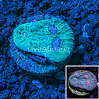 USA Cultured Stardust Chalice Coral  (click for more detail)