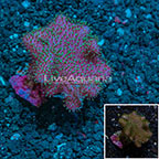 Toadstool Mushroom Leather Coral Australia (click for more detail)