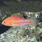 Splendid Pintail Fairy Wrasse Terminal Phase Male (click for more detail)