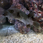 Dogface Puffer (click for more detail)
