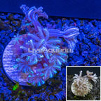 LiveAquaria® Cultured Pom Pom Xenia Coral (click for more detail)