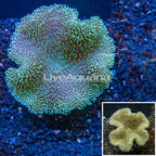 Toadstool Mushroom Leather Coral Indoneisa (click for more detail)