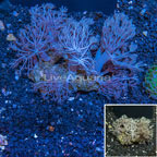 Pom Pom Xenia Coral Indonesia (click for more detail)