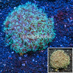 Goniopora Coral Australia (click for more detail)