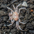 Pom Pom Crab (click for more detail)