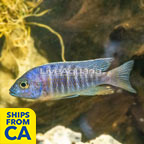 Peacock Cichlid (click for more detail)